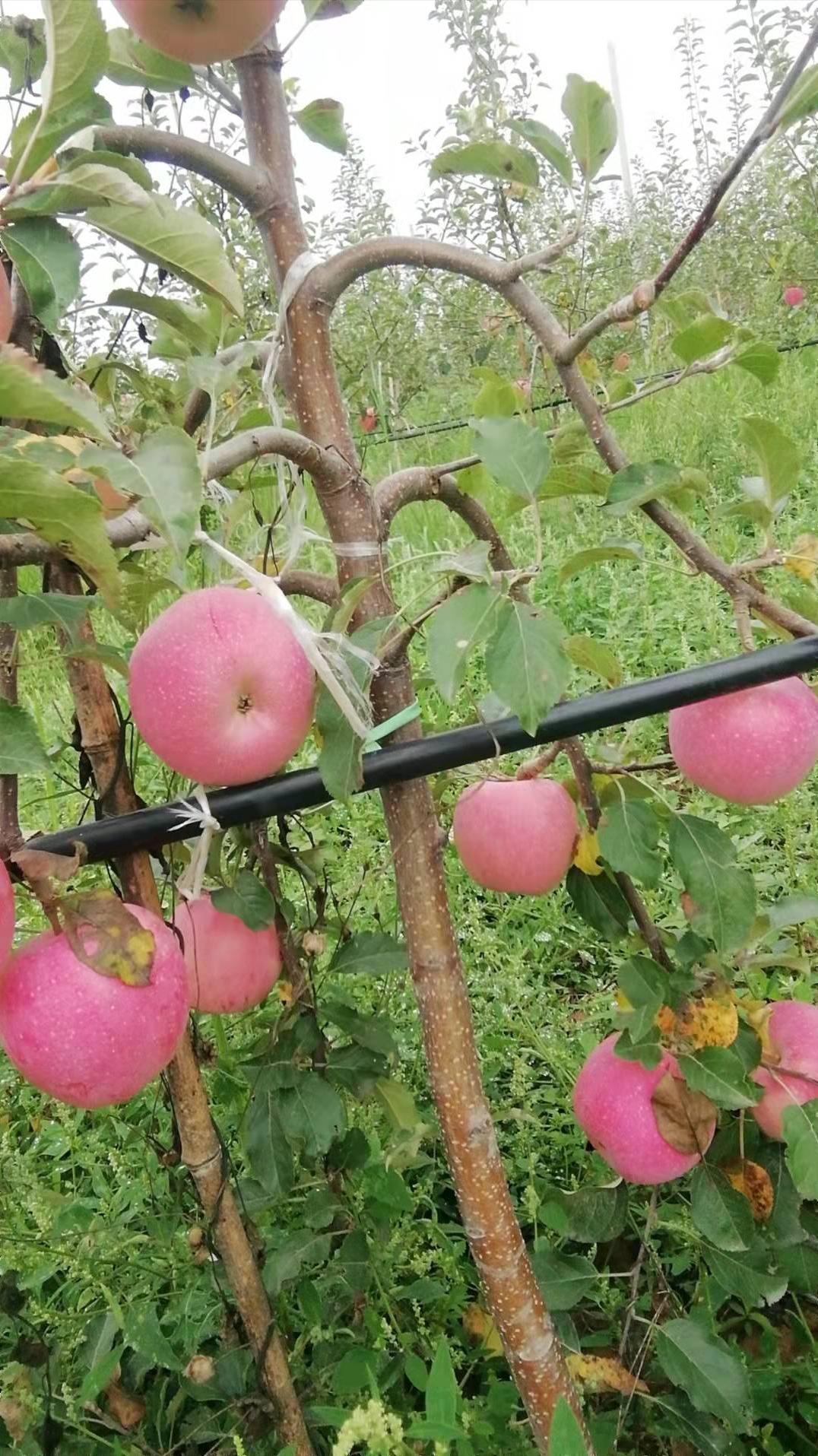 苹果减肥法，一个月瘦身的奇迹之旅