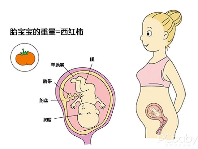 胎儿四个月发育图，揭示胎儿的成长奇迹