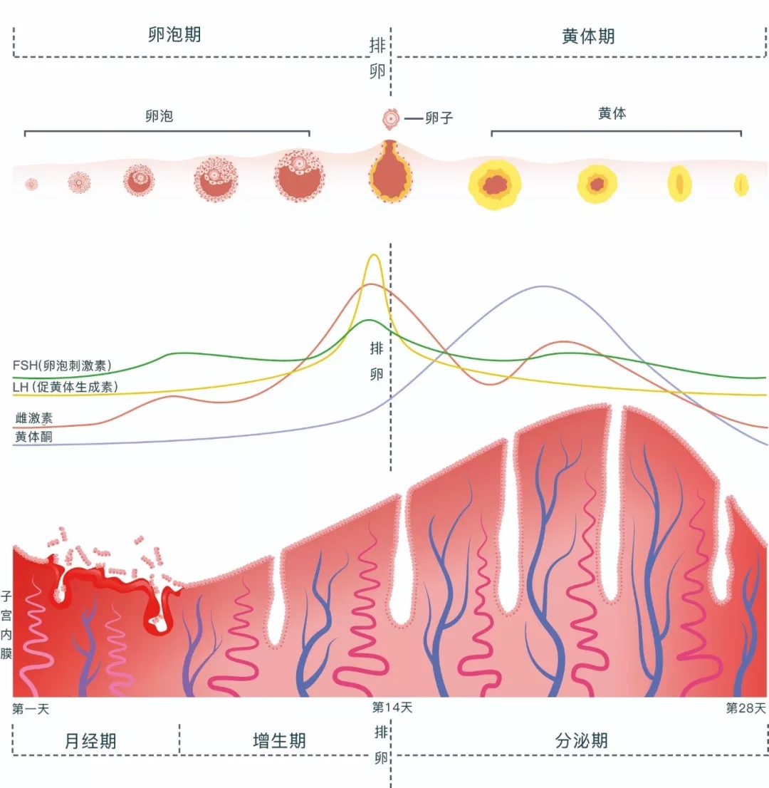 探究女性生理周期变化，为何一个月没来例假的原因分析