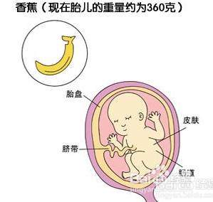 五个月停胎的症状与影响，了解、预防与处理