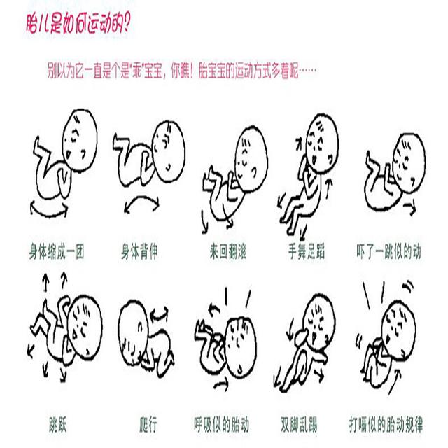 五个月的胎儿胎动次数正常的解读