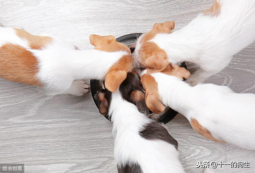 幼犬成长过程中的饮食转变，几个月不用泡狗粮？