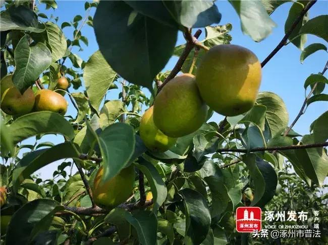 涿州餐饮行业招工最新招聘信息及分析