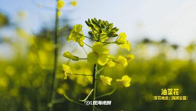 珠海清风音乐网，音乐与科技的完美融合